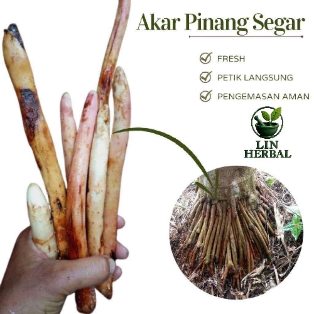 

Akar Pohon Pinang Segar - Akar Buah Pinang Asli Untuk Bahan Jamu 250 Grm