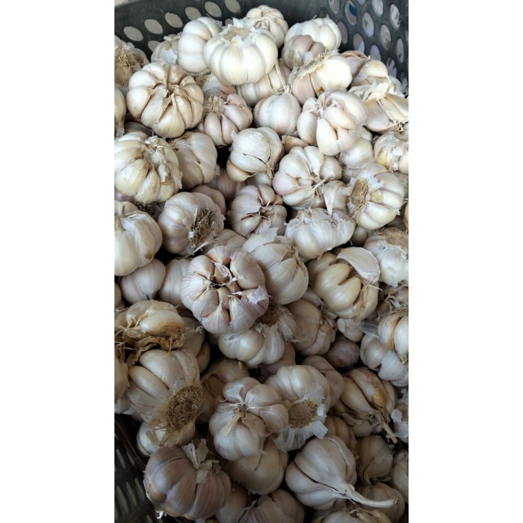 

bawang putih bersih kualitas terbaik