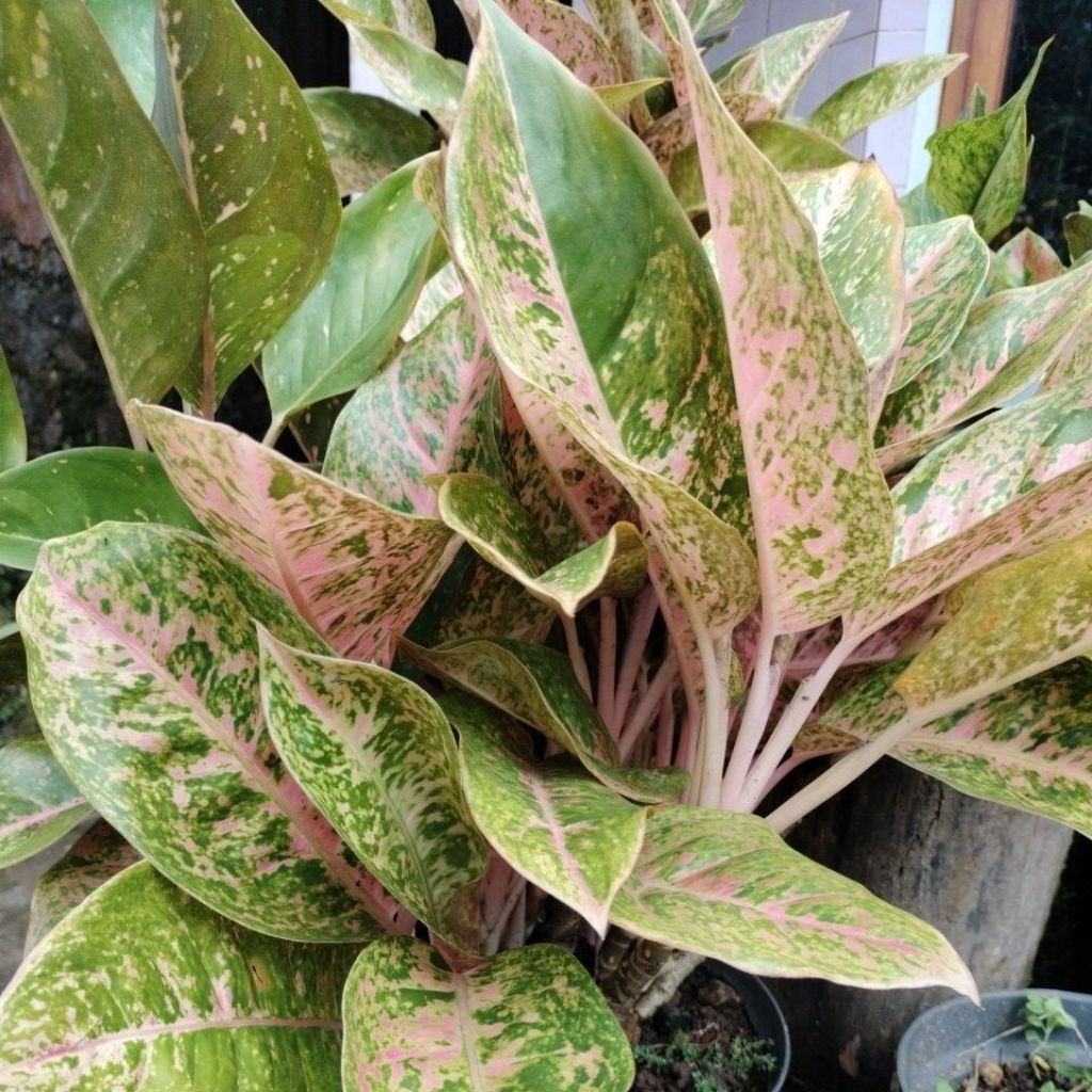 AGLOMEMA BIG ROY