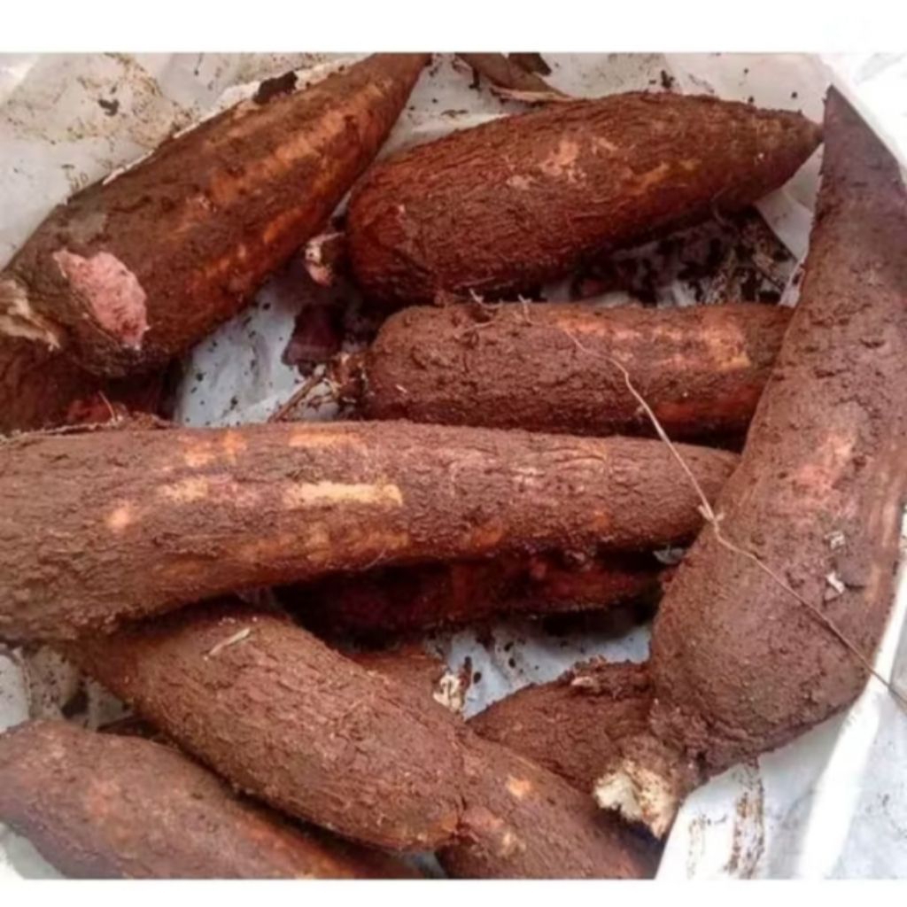 

singkong mentah pulen 1kg masih fres