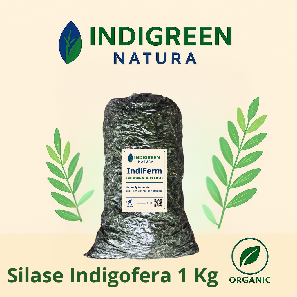 Silase Indigofera Pakan Fermentasi Silase Pakan Ternak Pakan Hewan Pakan Kelinci Kambing Sapi Domba 