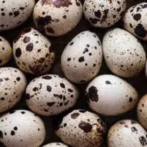 

Telur Puyuh Mentah - 250 Gram