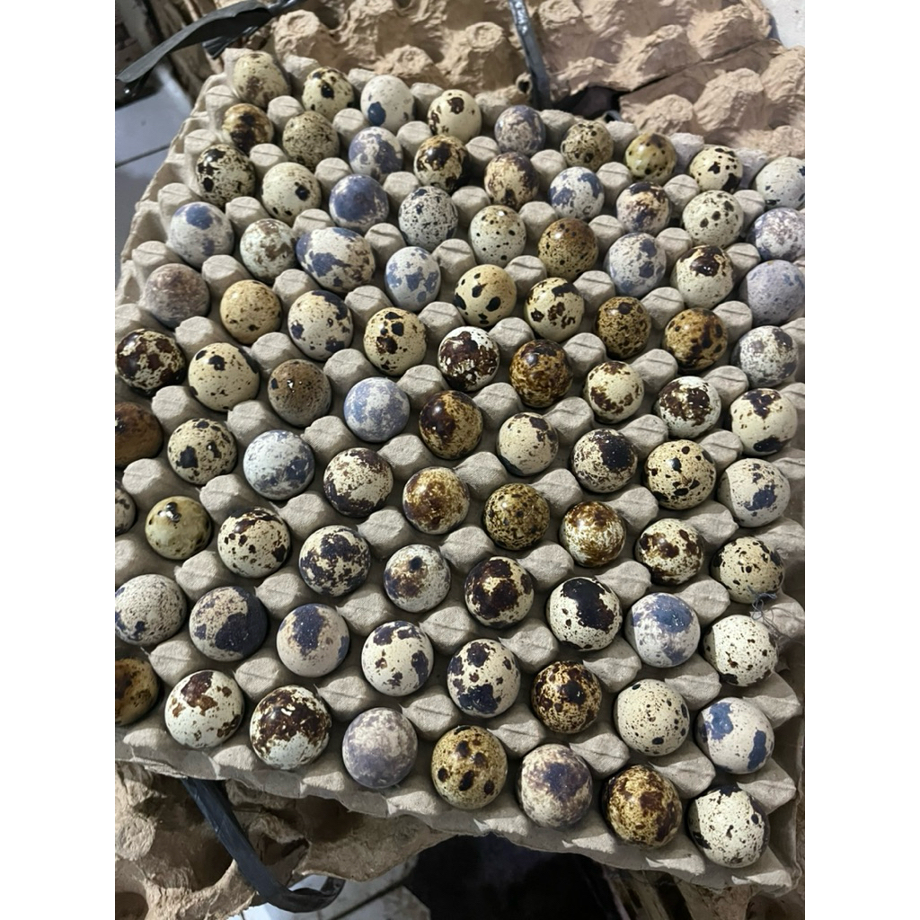 

Telur Puyuh fresh 1/2kg
