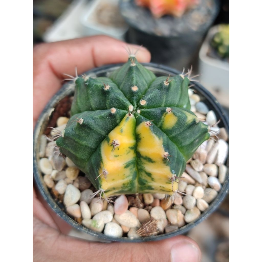 miha orange lumayan besar