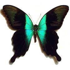 AWETAN SERANGGA KERING KUPU KUPU ASLI ADAMANTIUS