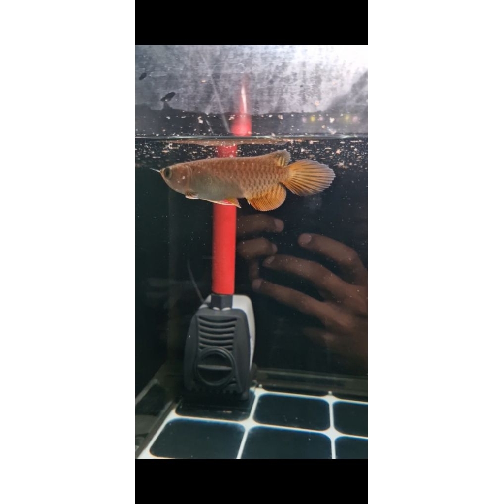 Hiasan aquarium Arowana Golden Red Size 19-20cm