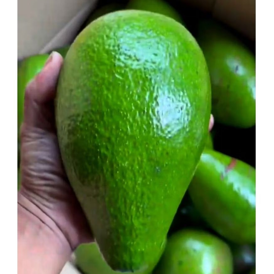 

Alpukat Mentega Muria JUMBO GRADE A manis pulen legit