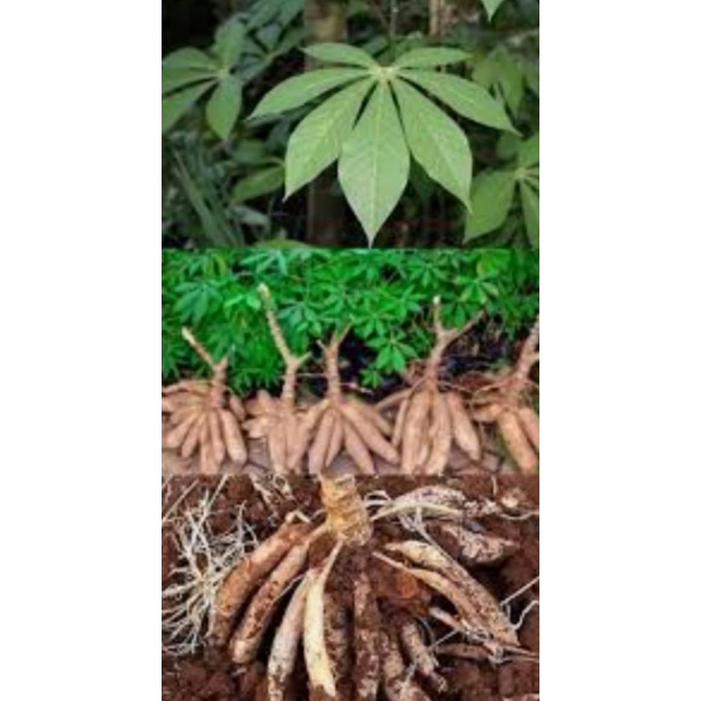 

setek batang singkong siap langsung tanam 10 batang