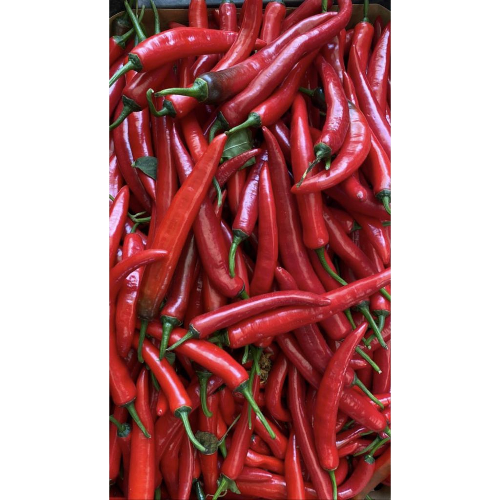 

Cabe Merah Besar - 250 gram