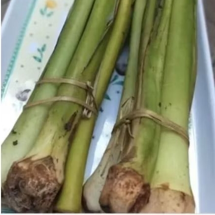 

Batang pohon talas lompong/lompong sayur