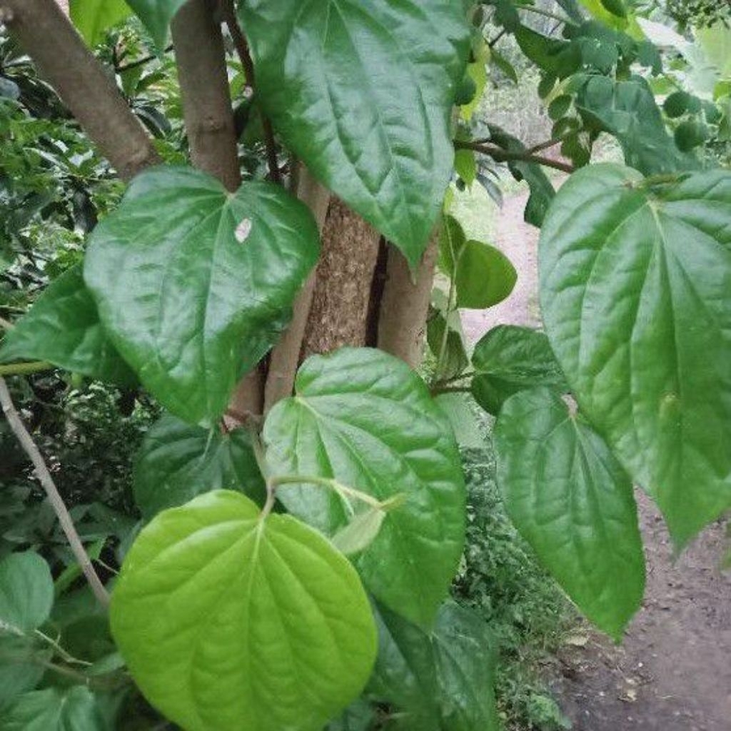 

daun sirih hijou obat herbal alami per 100 lembar