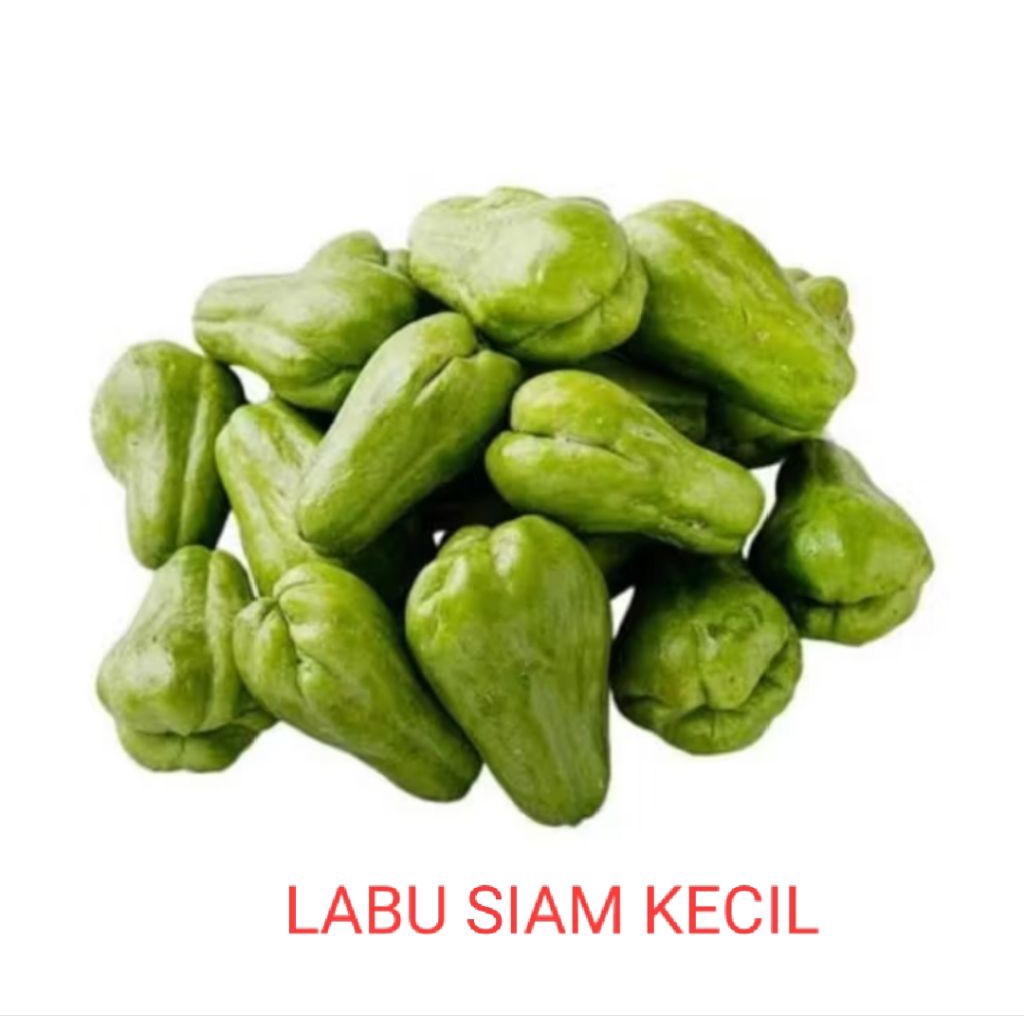 LABU SIAM BABY, LABU SIAM KECIL