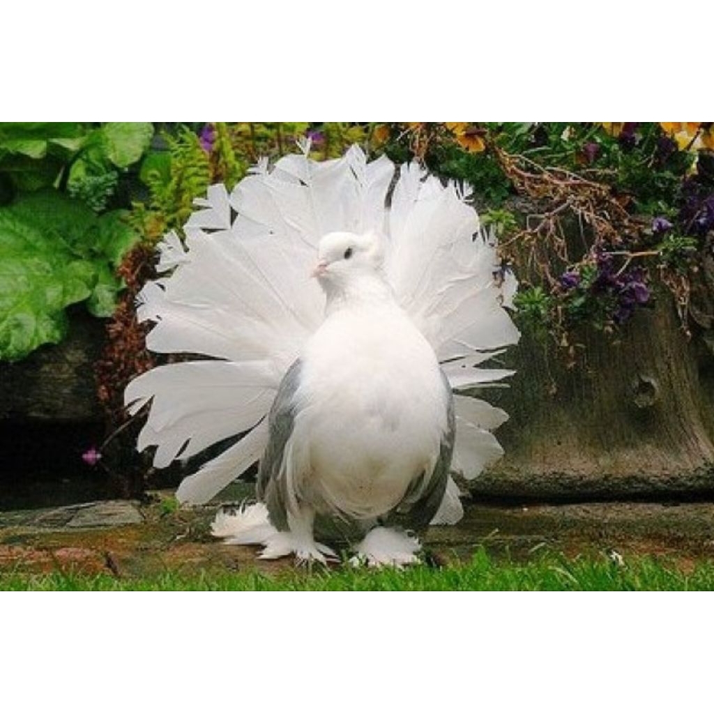 

Telur burung merpati hias fertil telur burung merpati hias untuk ditetaskan