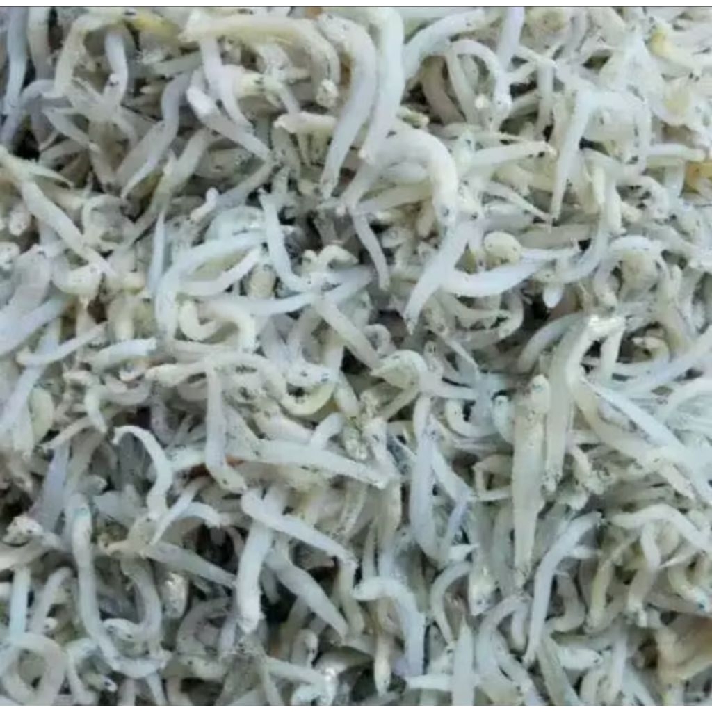 

Teri nasi toge super asli Medan 500gr