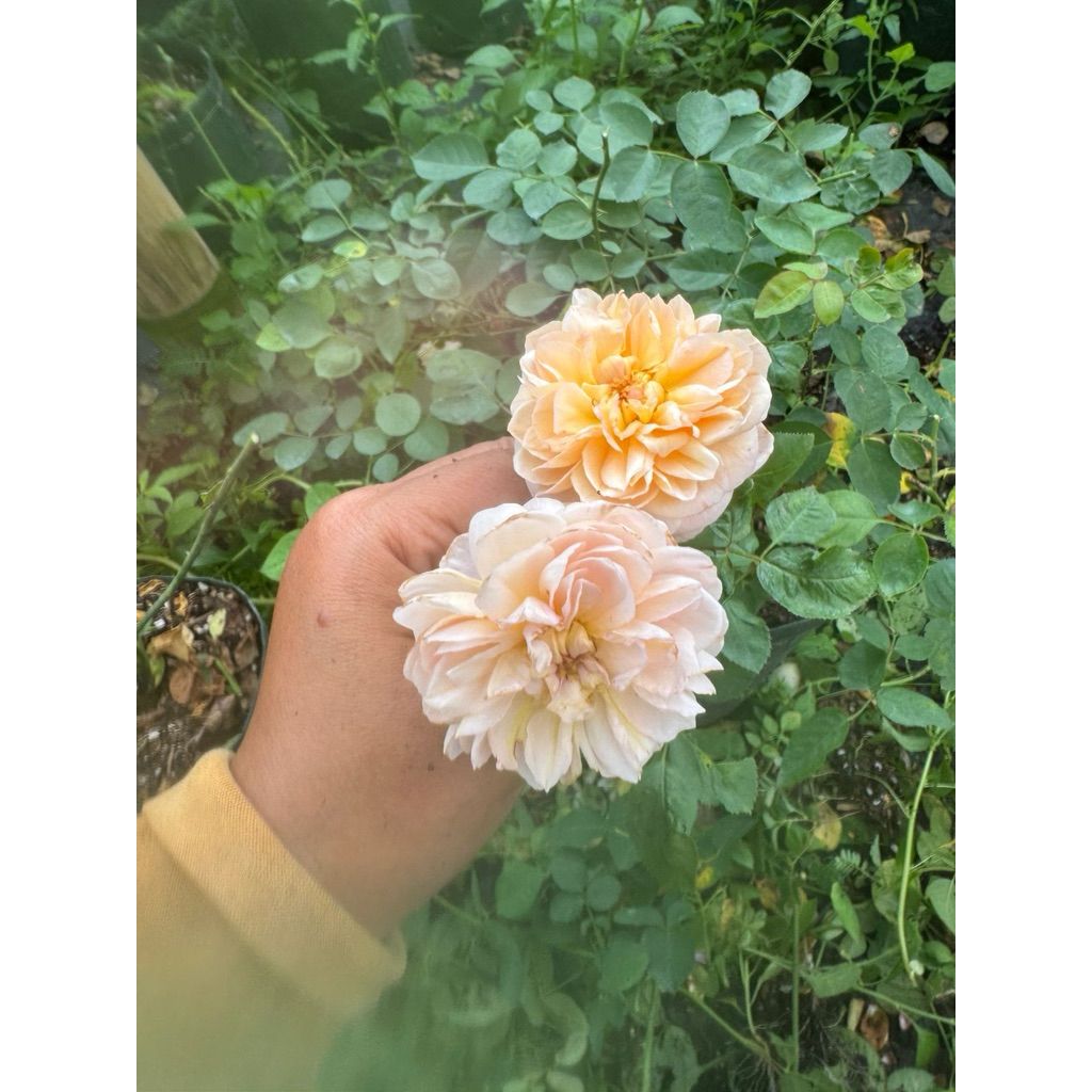 jules verne ownroot planter 3L