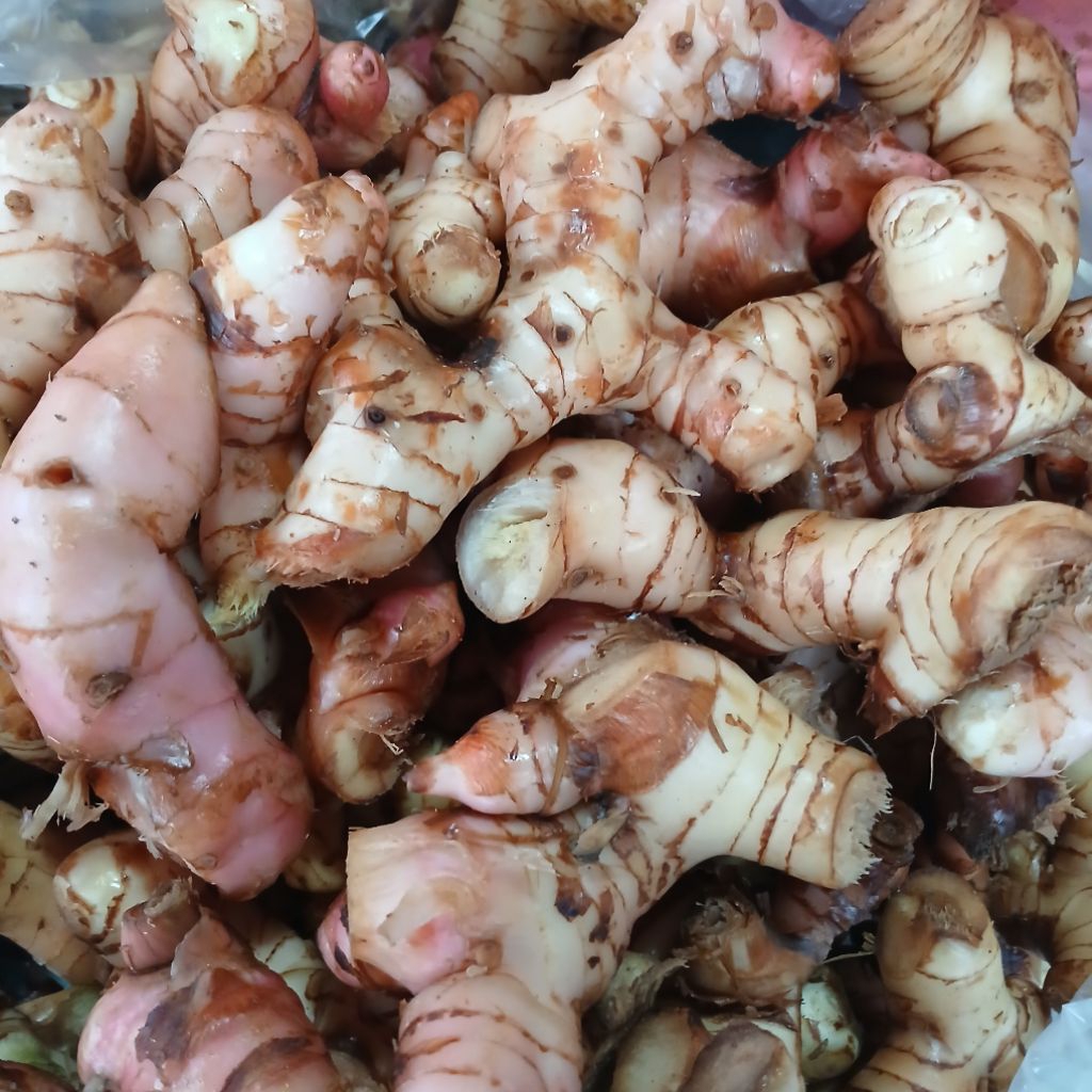 

250 GRAM LENGKUAS SEGAR