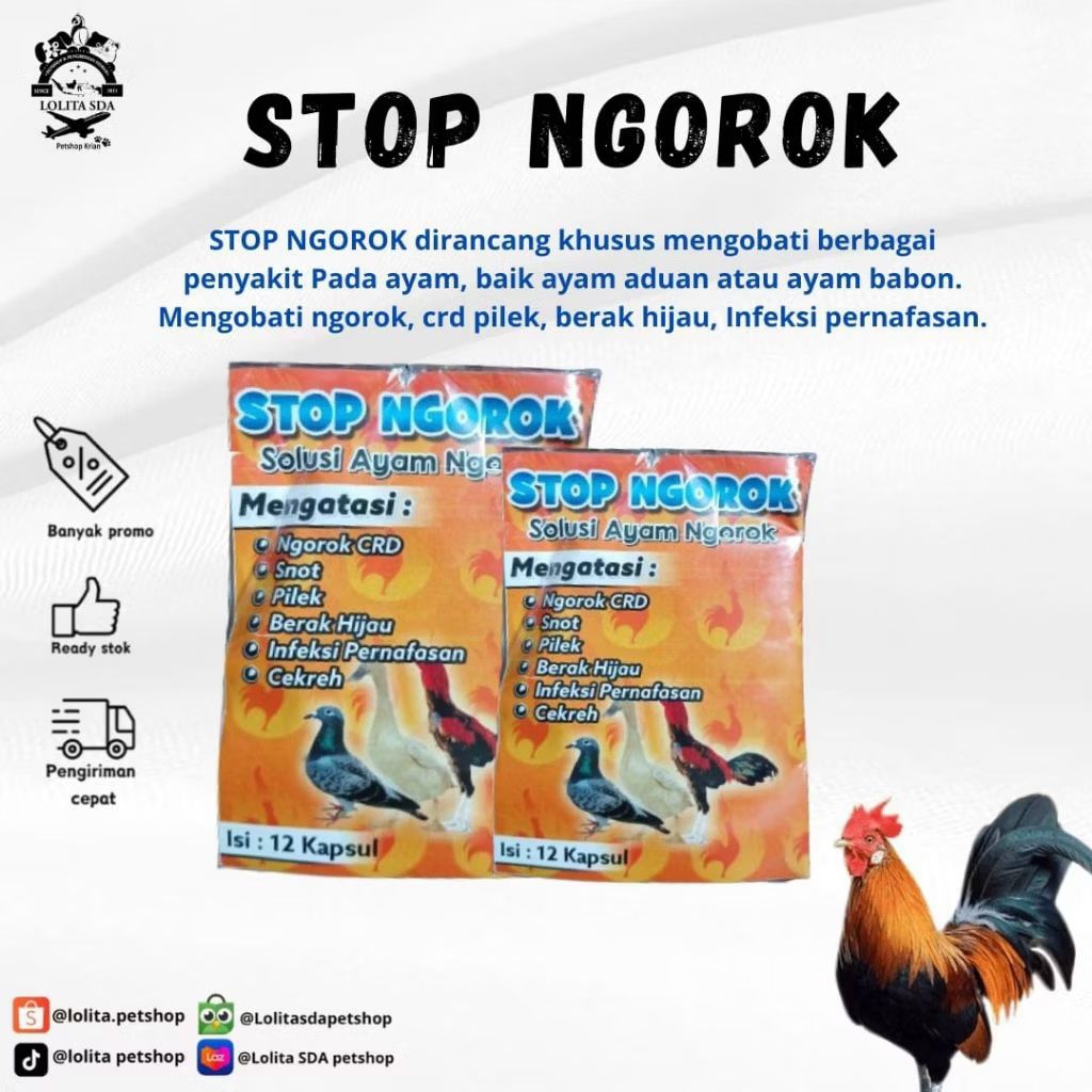 Obat Stop ngorok solusi ayam ngorok