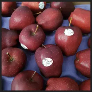 

apel merah washington