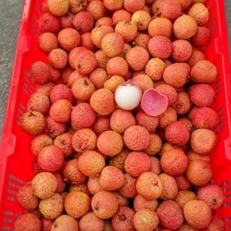 

Buah Leci Merah Madu