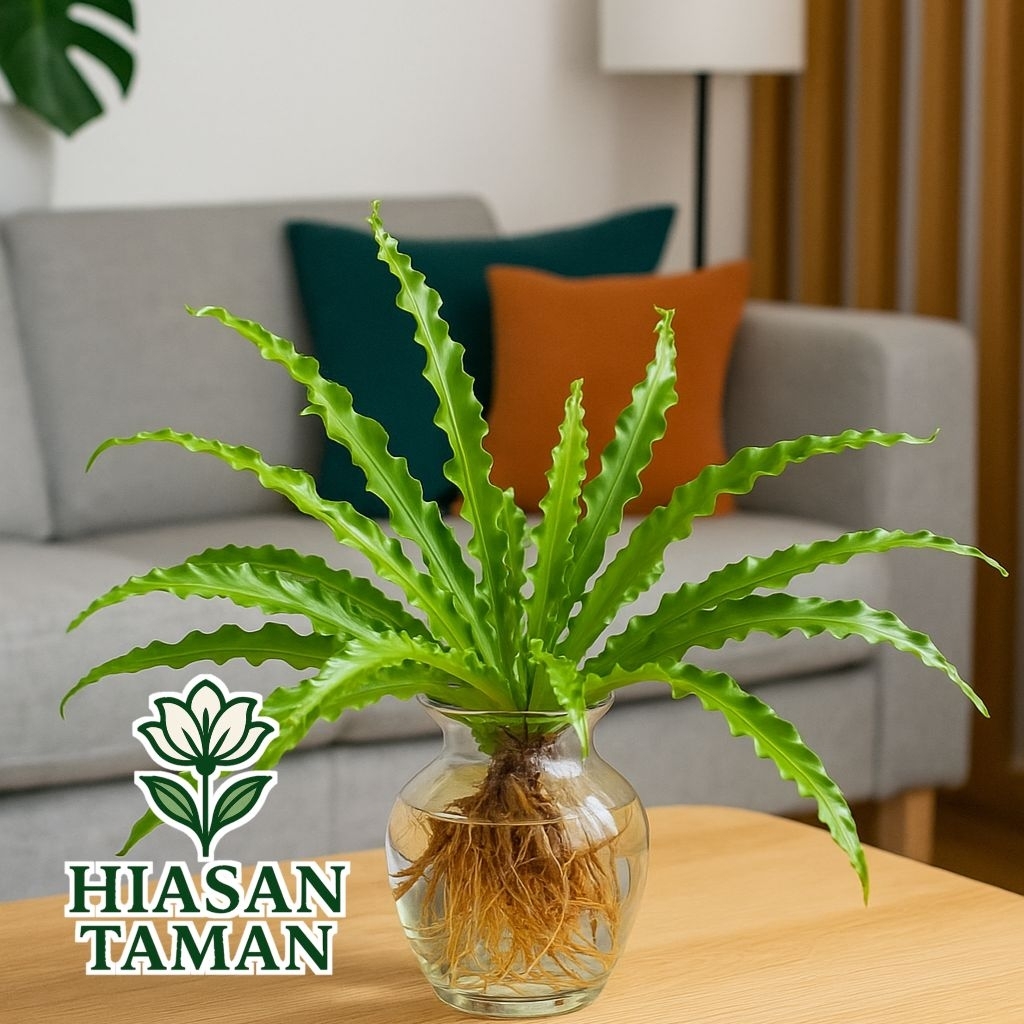 Tanaman media air kadaka osaka - tanaman hias kadaka osaka - tanaman yg bisa hidup di air