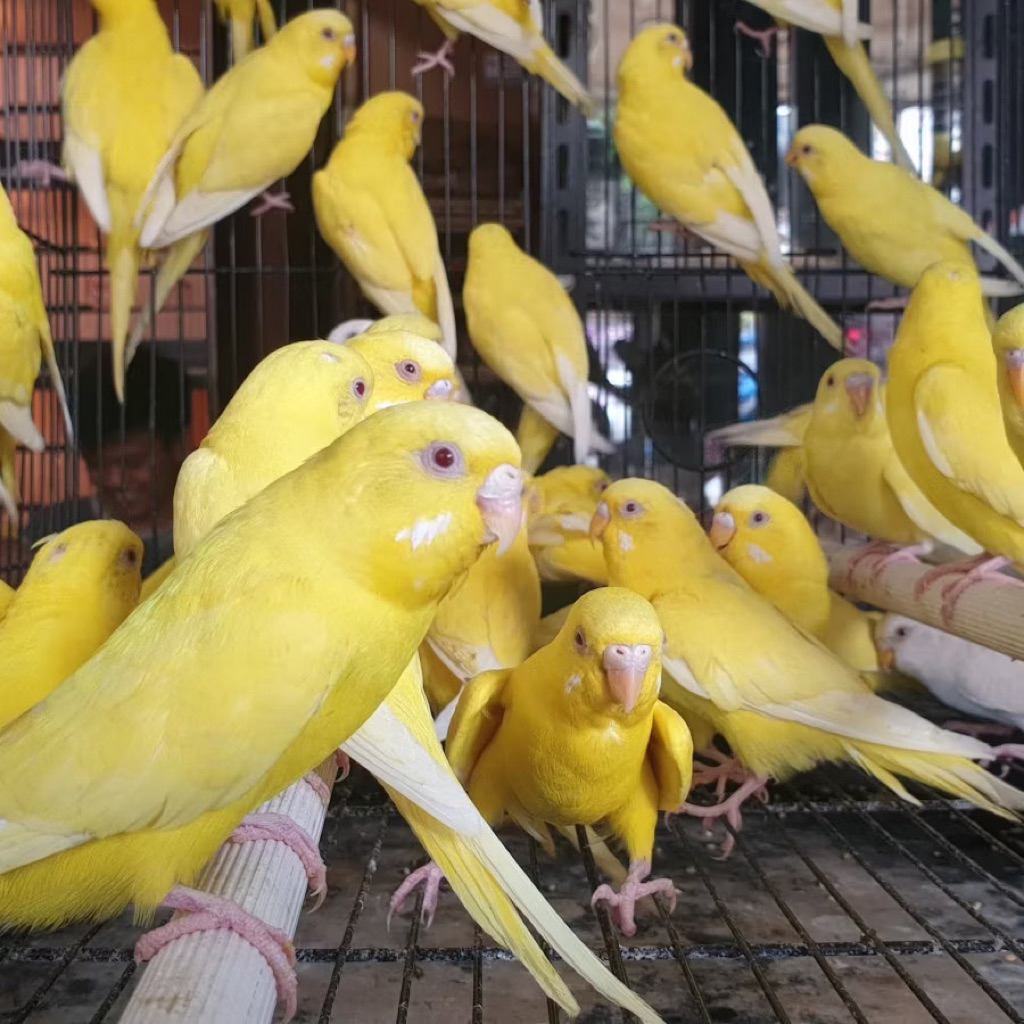 parkit lutino MM pilihan super