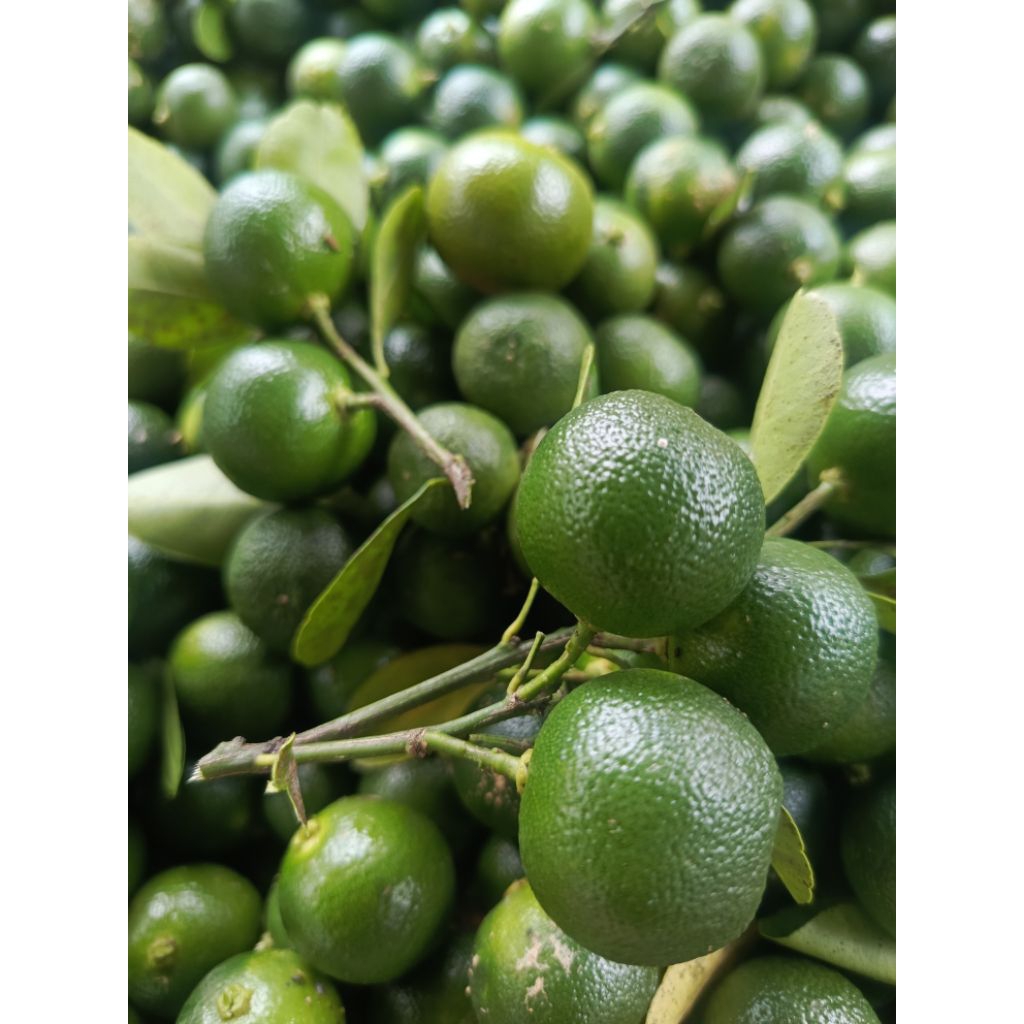 

jeruk Sonkit lemon cui/kasturi 1000grm hijau