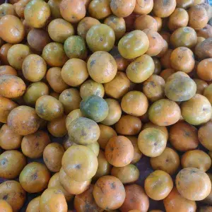 

jeruk medan size c,cocok buat acara