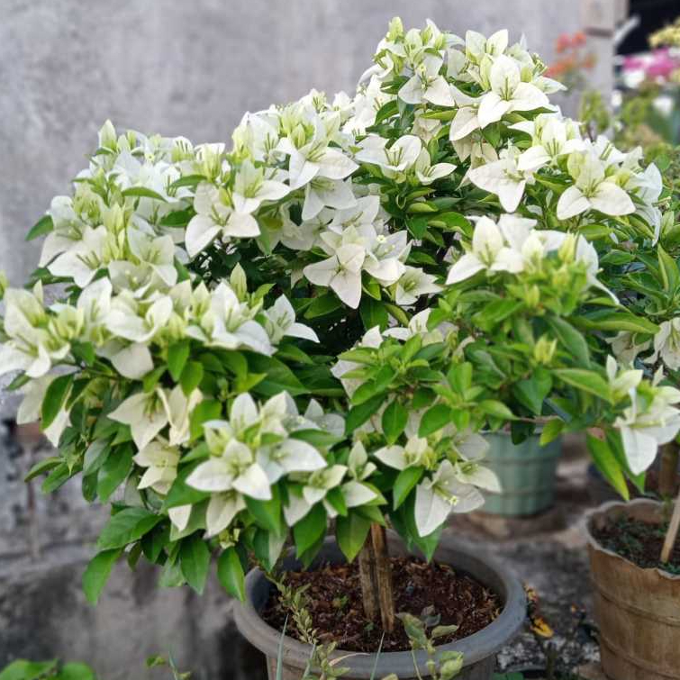 Bunga Bugenvil Bangkok Putih Orian / Bougenville Bangkok Putih Siap Berbunga