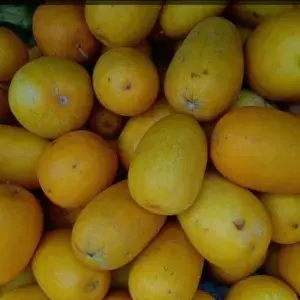 

timun suri 1per pack