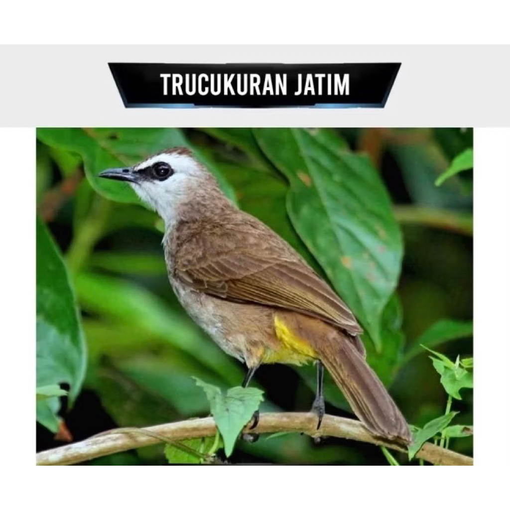 Trucuk Jatim pilihan super big