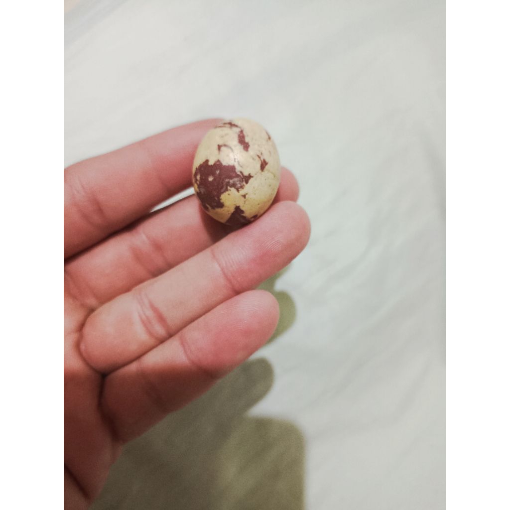 telur batu burung puyuh