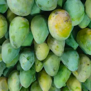 

mangga harumanis 1kg