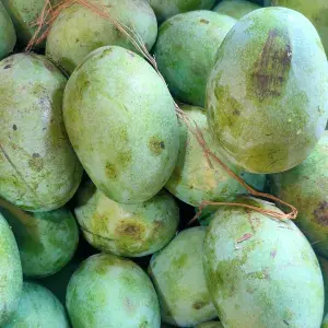 

mangga manalagi madu 1kg