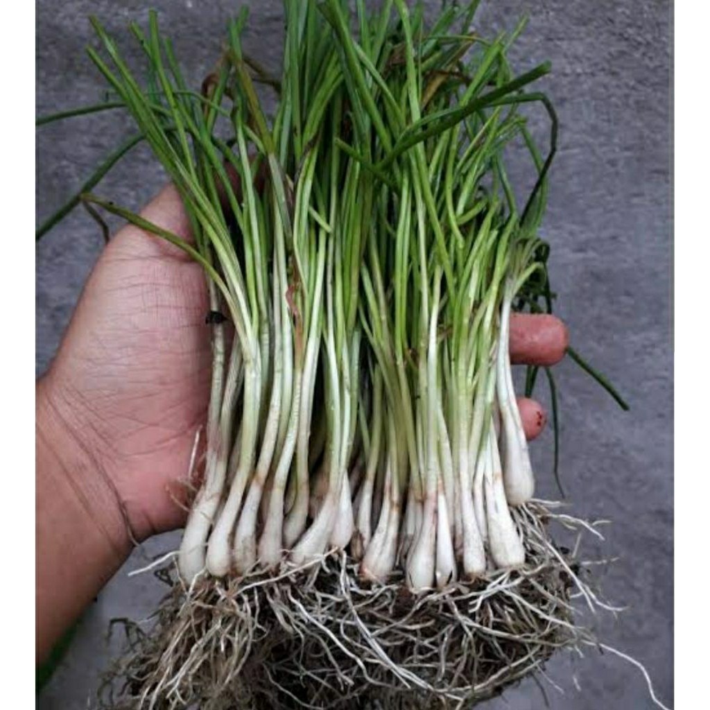 

BAWANG KUNCAI ASLI SUPER 200 GRAM