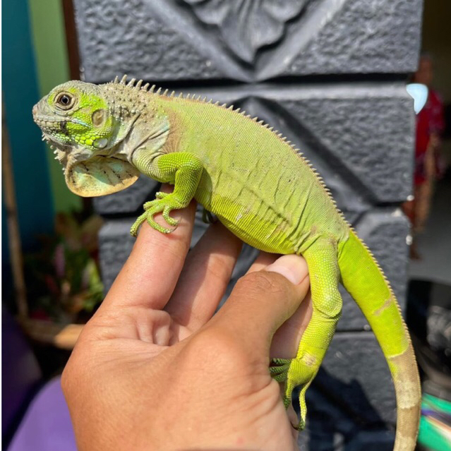 koleksi green iguana juve uk -+ 65cm