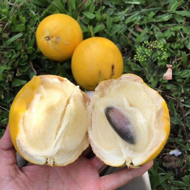 bibit sawo abiu jumbo - sawo kuning jumbo asal Amazon amerika