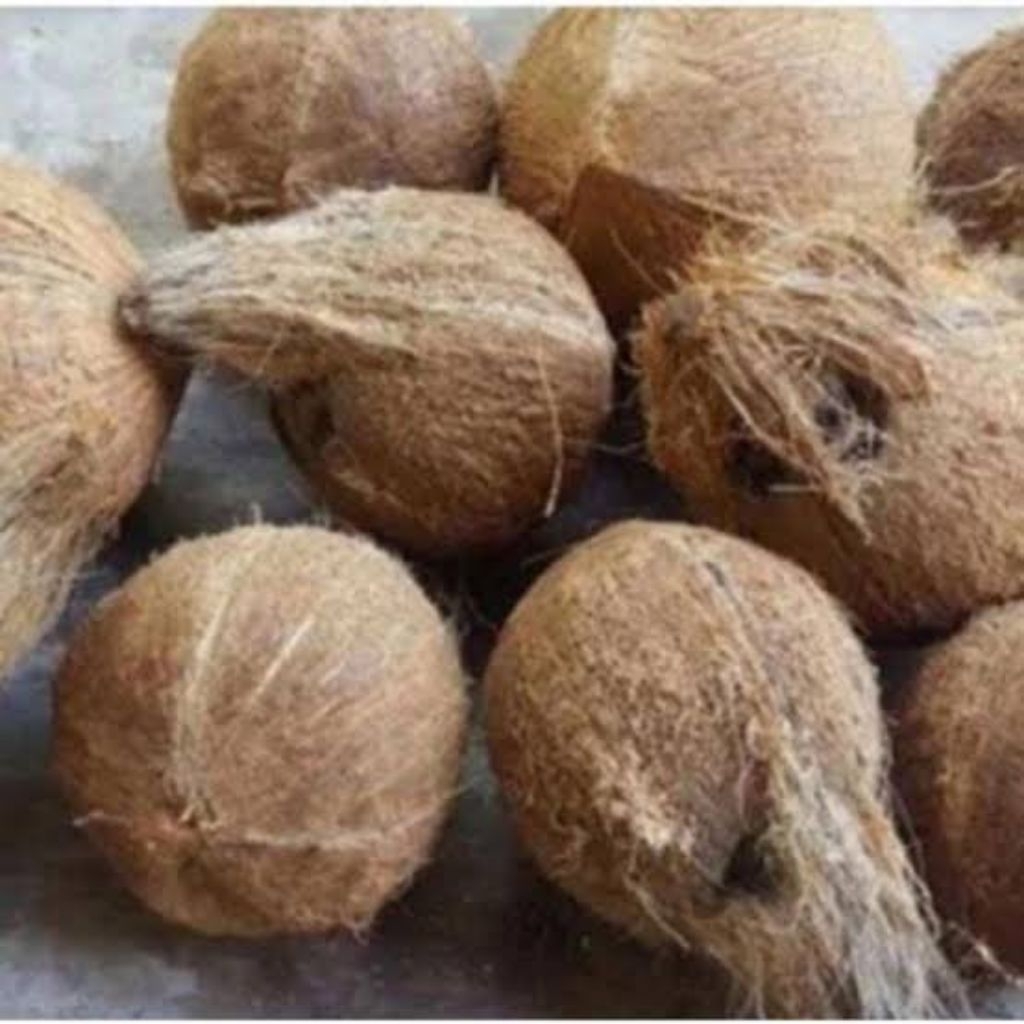 

kelapa tua asli fresh bahan santan ukuran besar co 10 gratis 1