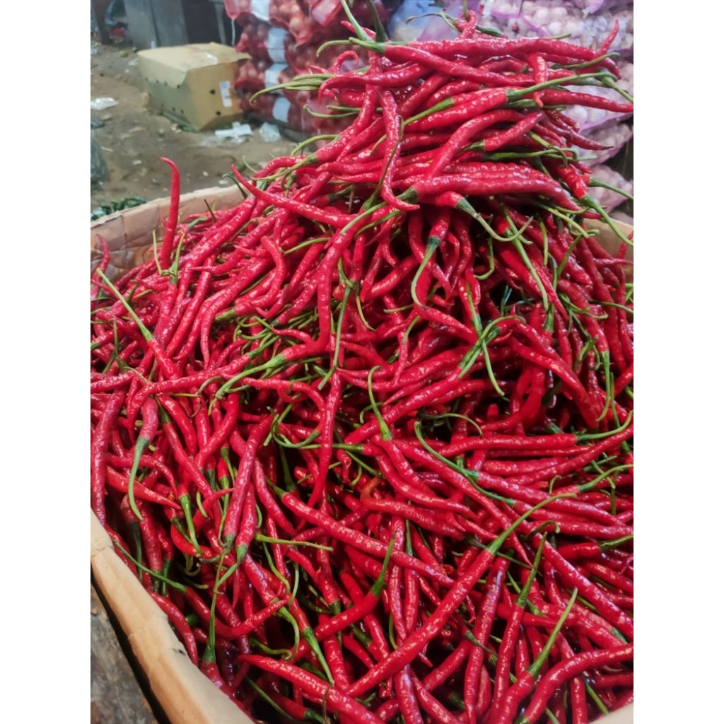 

Cabe/Cabai Merah Kriting Super