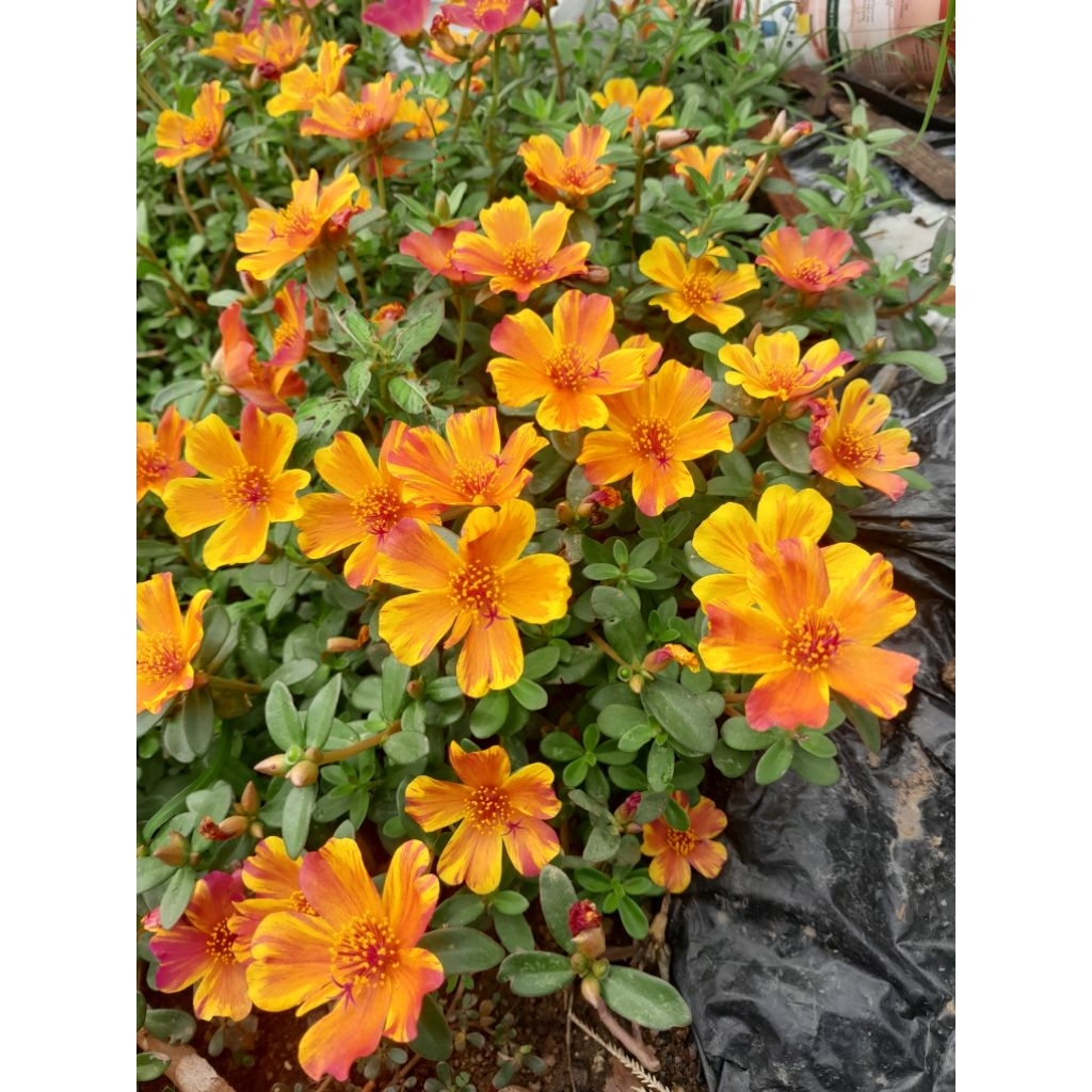 KROKOT jenis impor/ BUNGA JAM 9 selapis daun bulat