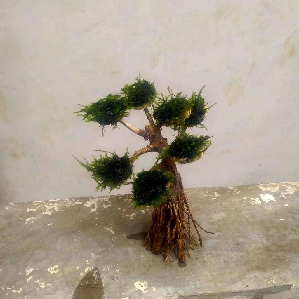 Bonsai tanaman aquascape