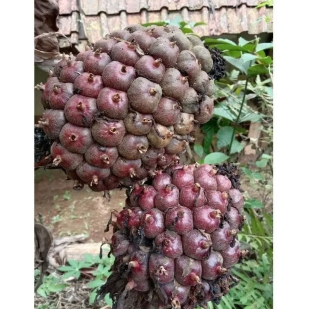 

Buah honje laka/buah kecombrang merah 1 kg