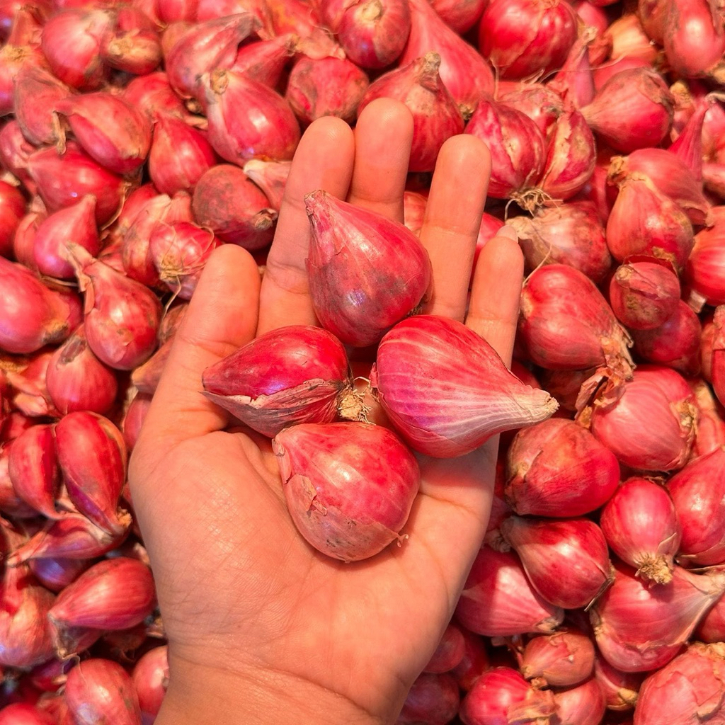 

Bawang Merah Besar Asli Daerah Temanggung Wangi Murah Super