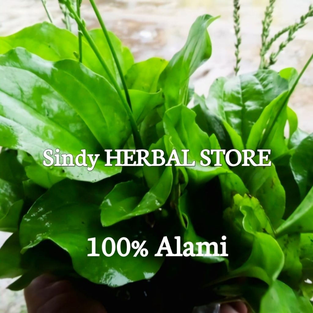 

Daun Ki Urat Segar Isi Per 500 Gram Organik