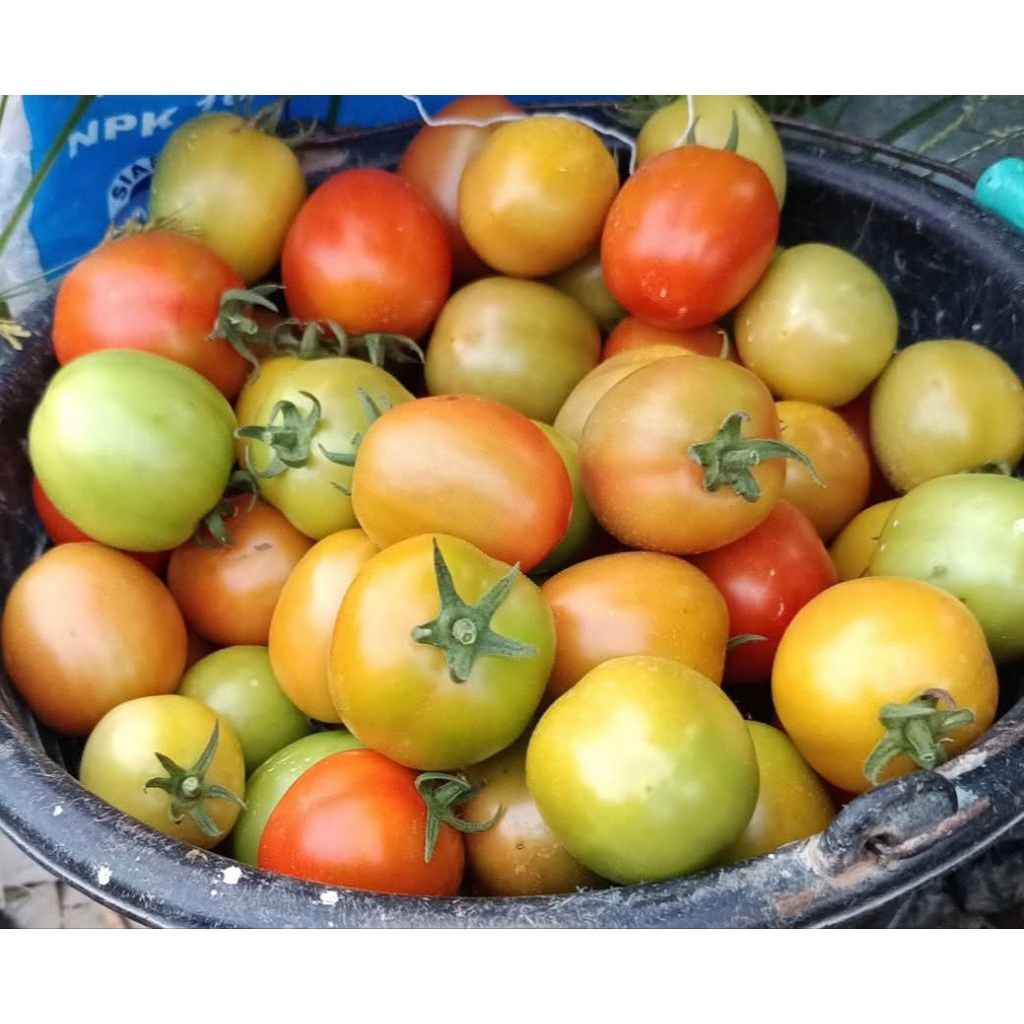 

Tomat Kwalitas Super /Tomat fresh 1kg