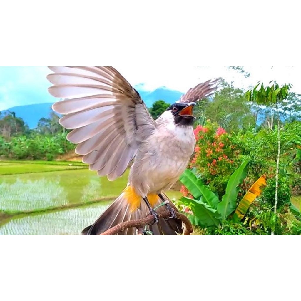 kutilang Jawa / Cangkurileung