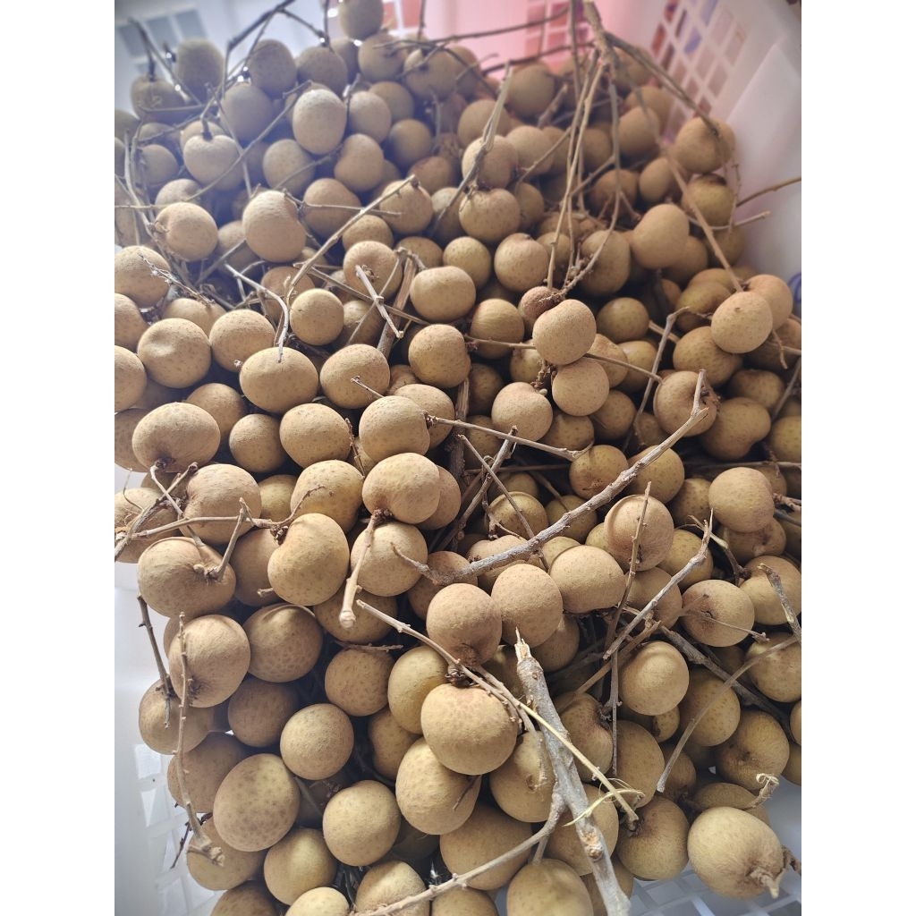 

Lengkeng Manis Dan Segar 1 kg