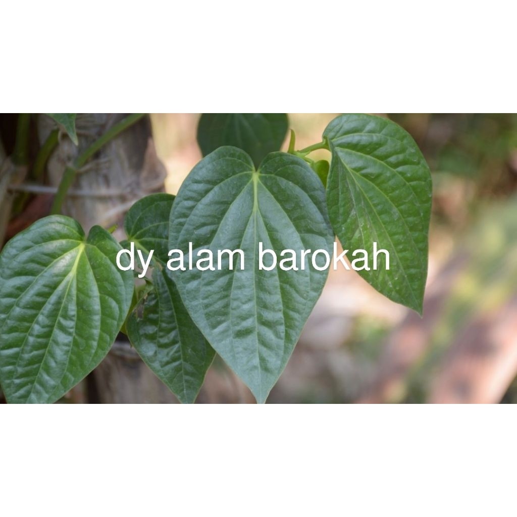 

Daun sirih segar asli super murah 50lembar