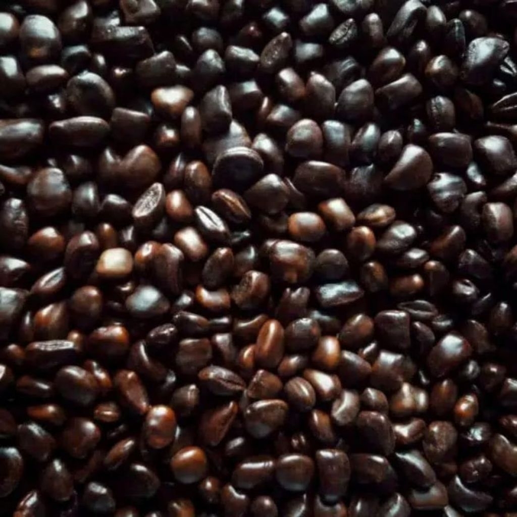 Biji Asam Jawa 1 Kg Siap Semai | Biji Asem Jawa Murah