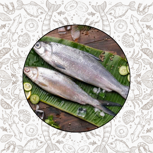

IKAN BANDENG FRESH FROZEN QUALITY PREMIUM
