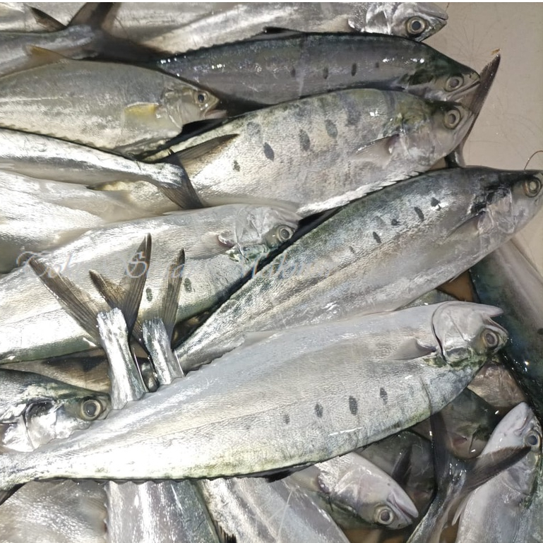 

Ikan Talang Segar 1Kg Ikan Talang Talang